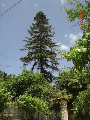 Ροβολιάρι - 28